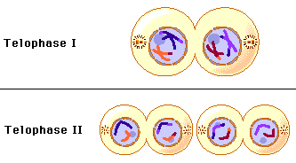 Telophase I and telophase II