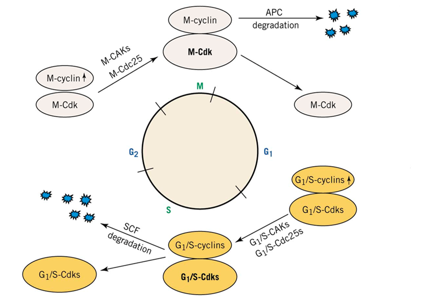 Cdk activation/inactivation activity