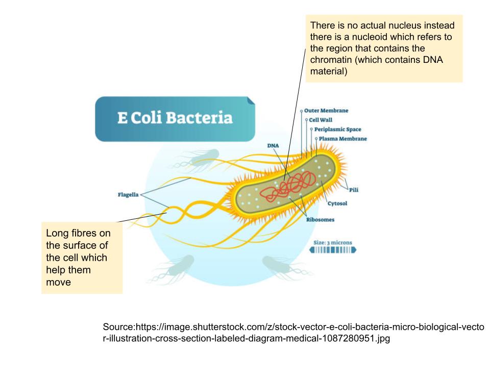 Bacteria
Here is an image of an E.coli cell: