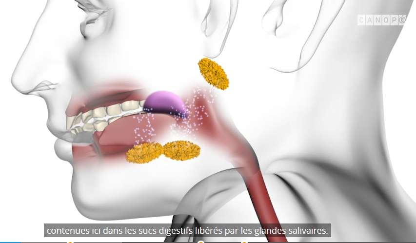 Une vidéo qui résume l'ensemble de la digestion. Cliquer sur le lien à droite.