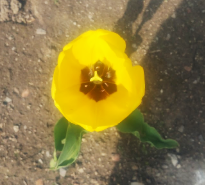 Tulipa gesneriana 
(Didier's Tulip)