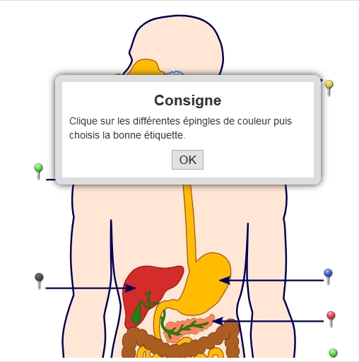 Les principales parties de l'appareil digestif humain (cliquer sur le petit bloc note blanc avec crayon jaune à droite pour s