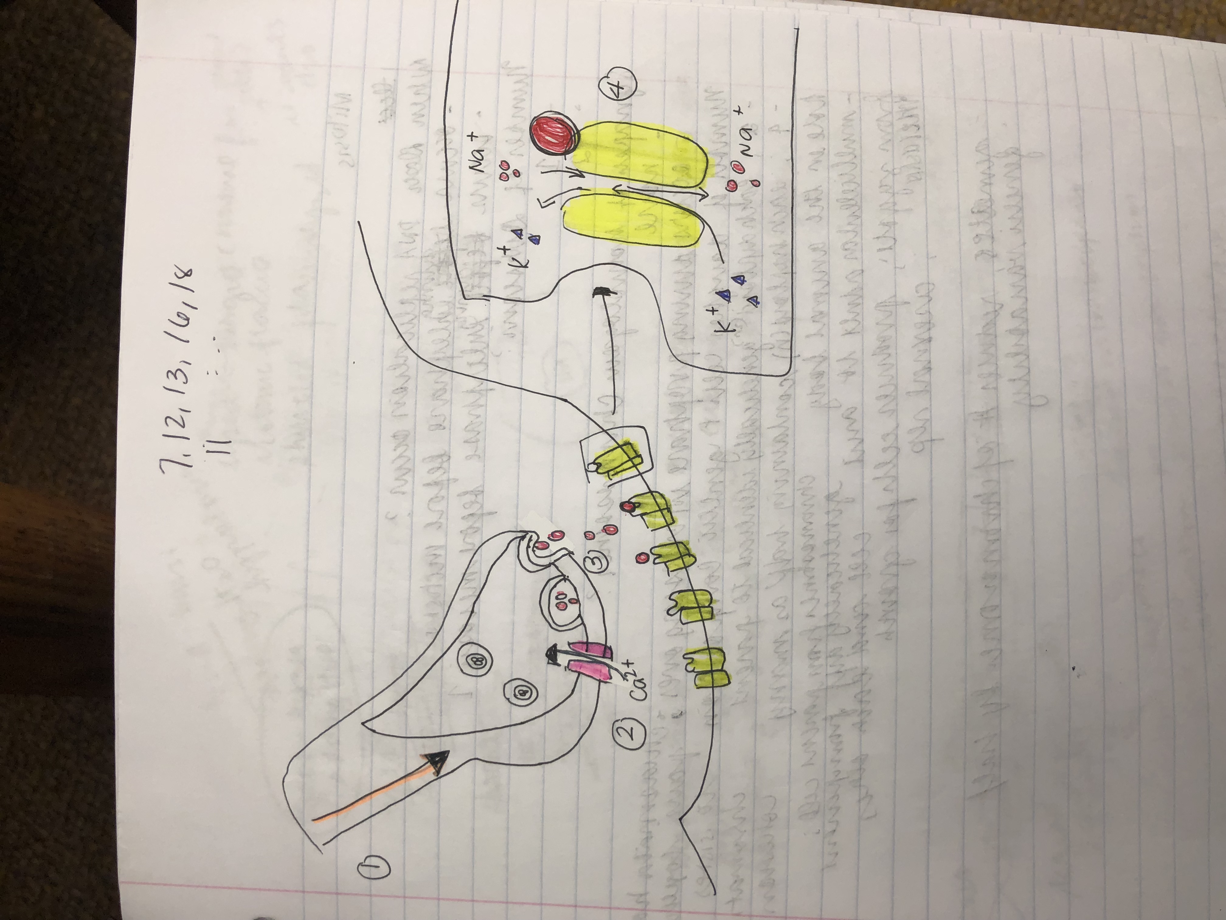 Chemical Synapse