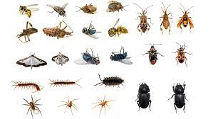 Arthropod species cut into 4 different groups. There are:  1)insects
2) myriapods ex. millipedes
3) arachnids ex. spiders
4) 