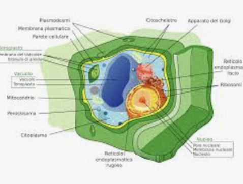 CELLULA VEGETALE