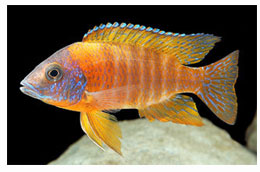 Representative Species:
- Cichlid