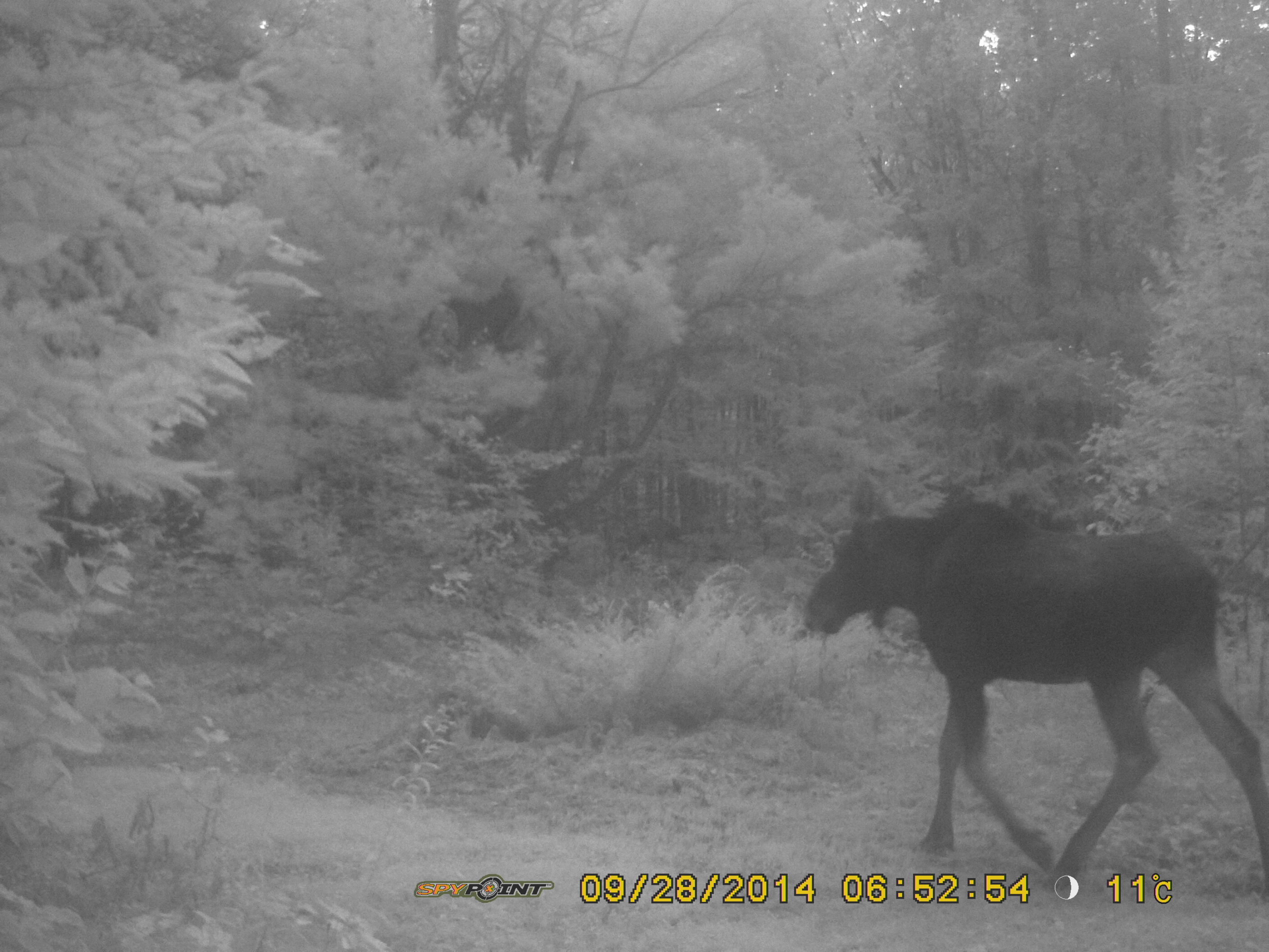 Alces americana (Eastern Moose)