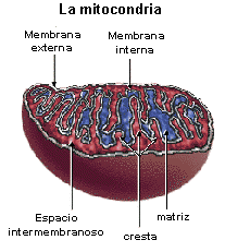 MATRIZ MITOCONDRIAL