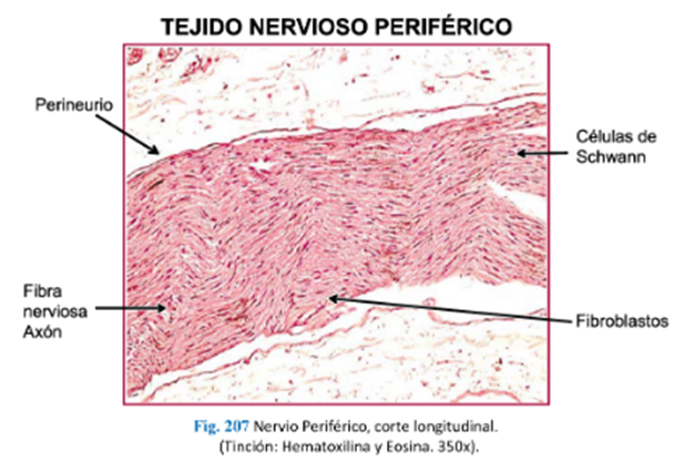 LLANOS , J. ; ZILVETTY , E. (2019)