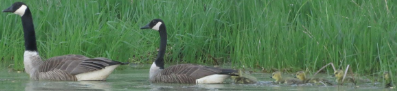 Branta canadensis (Canadian Geese)