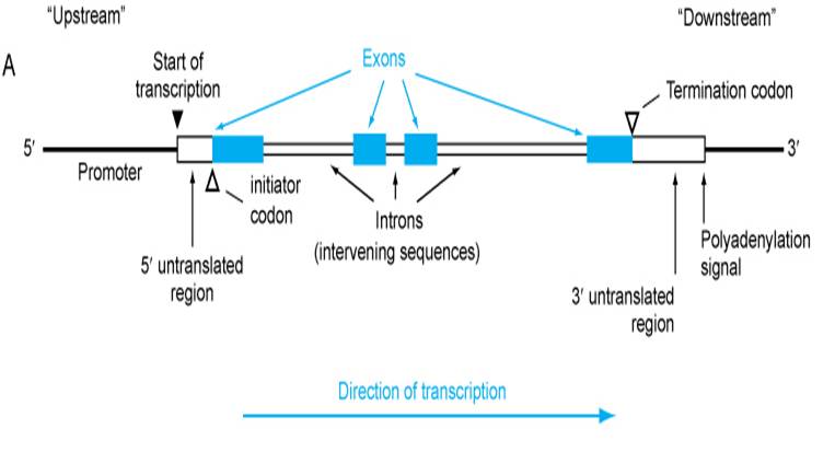 Components