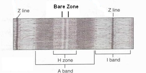 Bare Zone