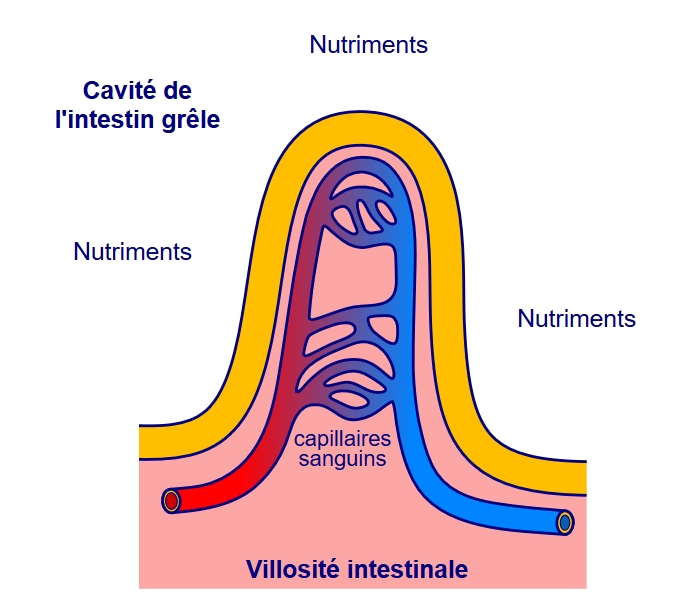 Que se passe-t-il au niveau d'une villosité ? (cliquer sur le lien à droite)