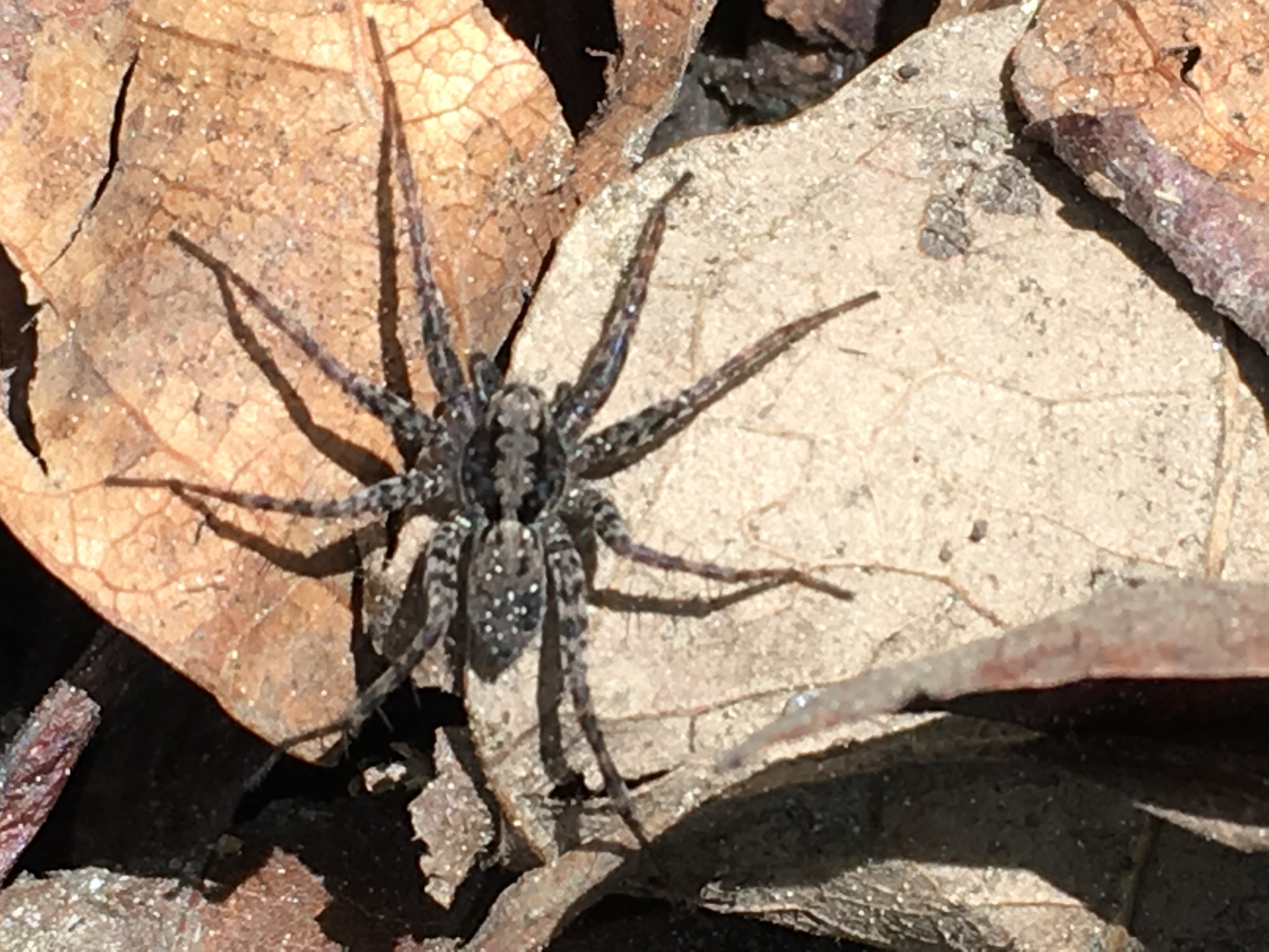 Dolomedes tenebrosus (Dark fishing Spider)