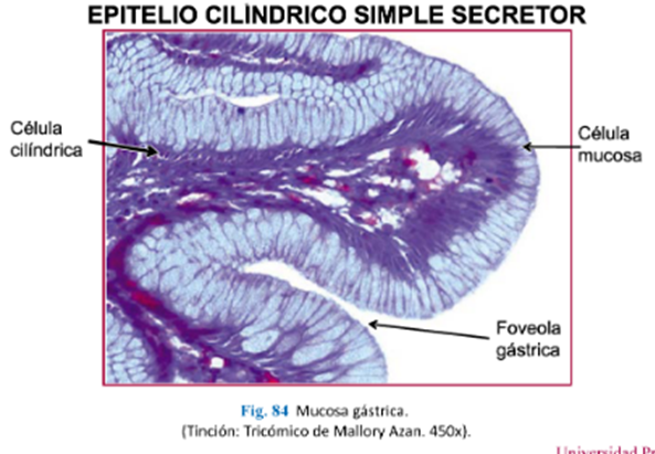 LLANOS , J. ; ZILVETTY , E. (2019)    epitelio secretor produce y secreta mocus. se divide en