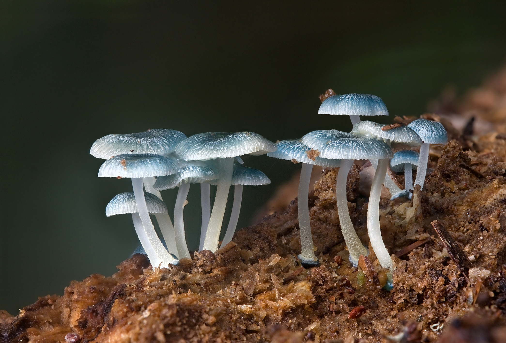 Decomposers/Heterotrophs are biotic elements that don't produce their own food. They are other-feeding. They eat dead organis