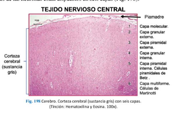 LLANOS , J. ; ZILVETTY , E. (2019)