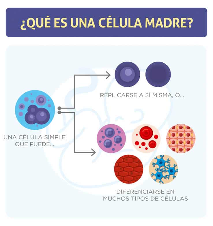 Es el proceso de formación, desarrollo y maduración de las células de la sangre a partir de un precursor celular común e indi