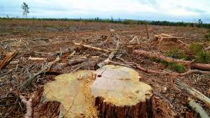 Ending industrial farms will result in a decrease of clearing forests and land to accommodate for development and expansion o