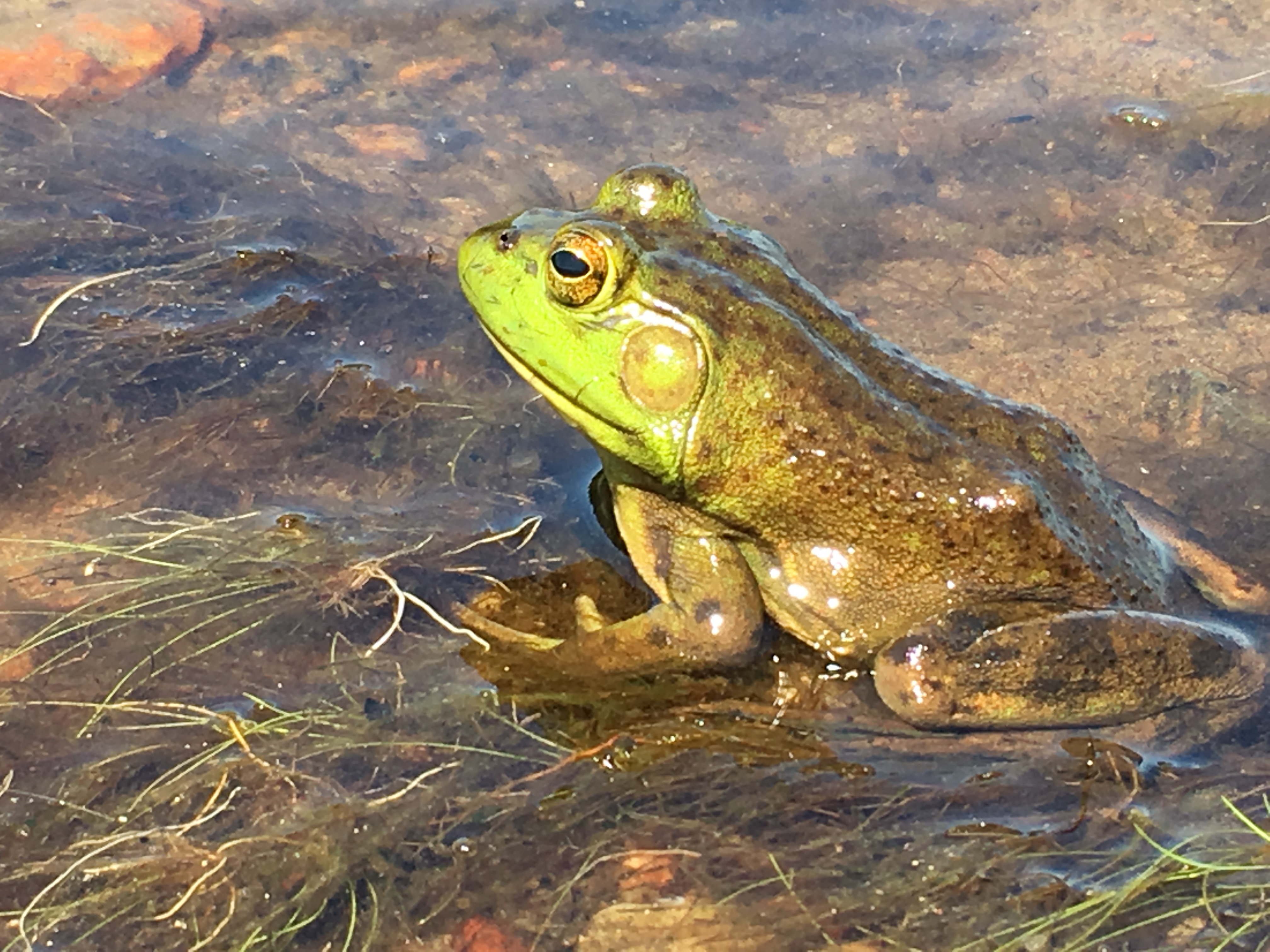 Lithobates clamitans (Green Frog)