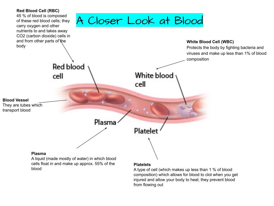 Blood-a type of connective tissue which mainly transports oxygen and nutrients and removes carbon dioxide and waste; it's mad