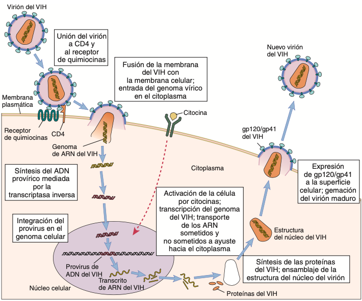 Ciclo vital del VIH