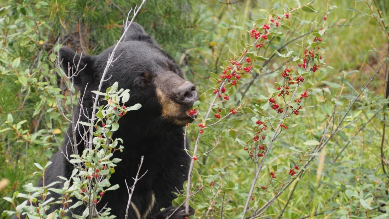 Omnivores eat plants and animals. Example: Bear, Human (Excluding vegans/vegetarians)