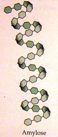 Amylose 
-straight chain polymer 
-α-glucose with α 1–4 glycosidic linkages