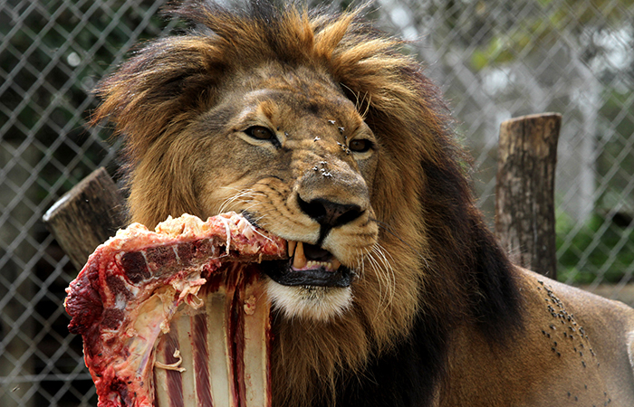 Carnivores eat other animals. Example: Lion, Hyena