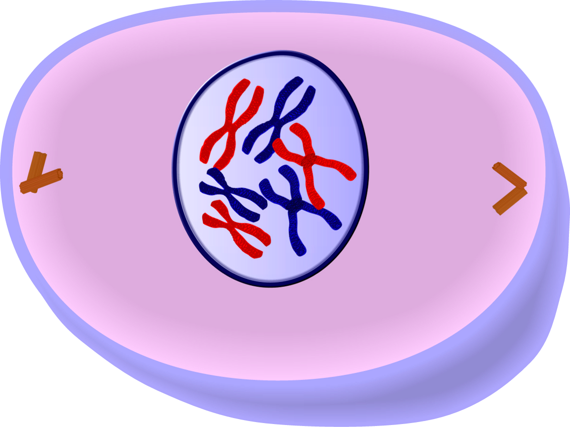 Prophase