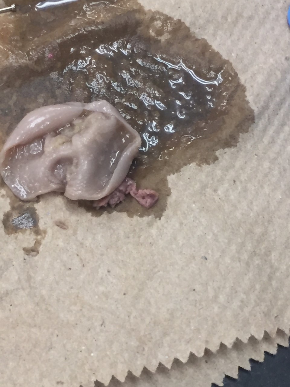 The inside of the fetal pig's stomach after it was cut open.