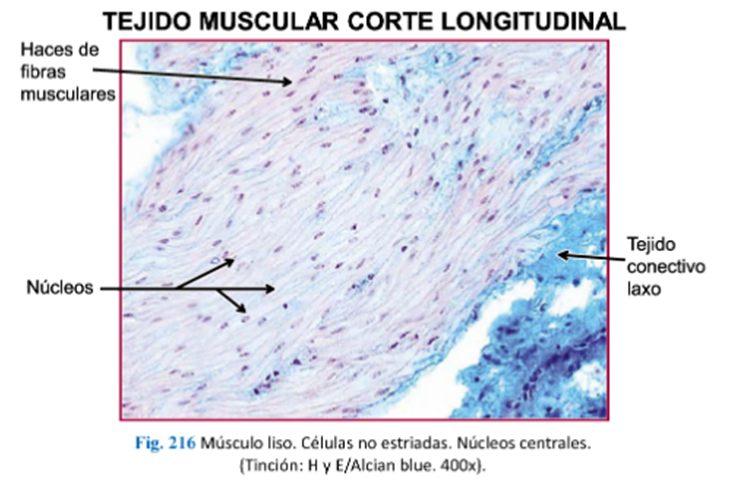 LLANOS , J. ; ZILVETTY , E. (2019)