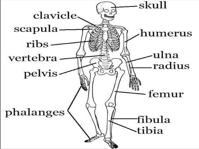 Skeletal System