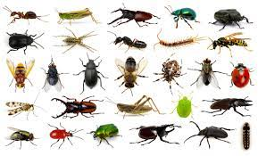 According to the article given bug experts say that there are probably 5.5 million insects species.