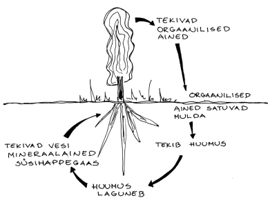 Mullavesi