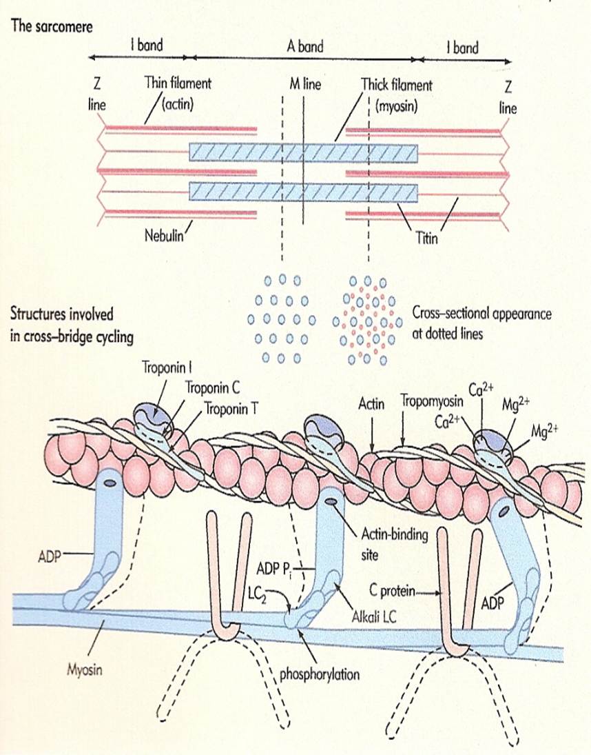 Composed of fibres/proteins