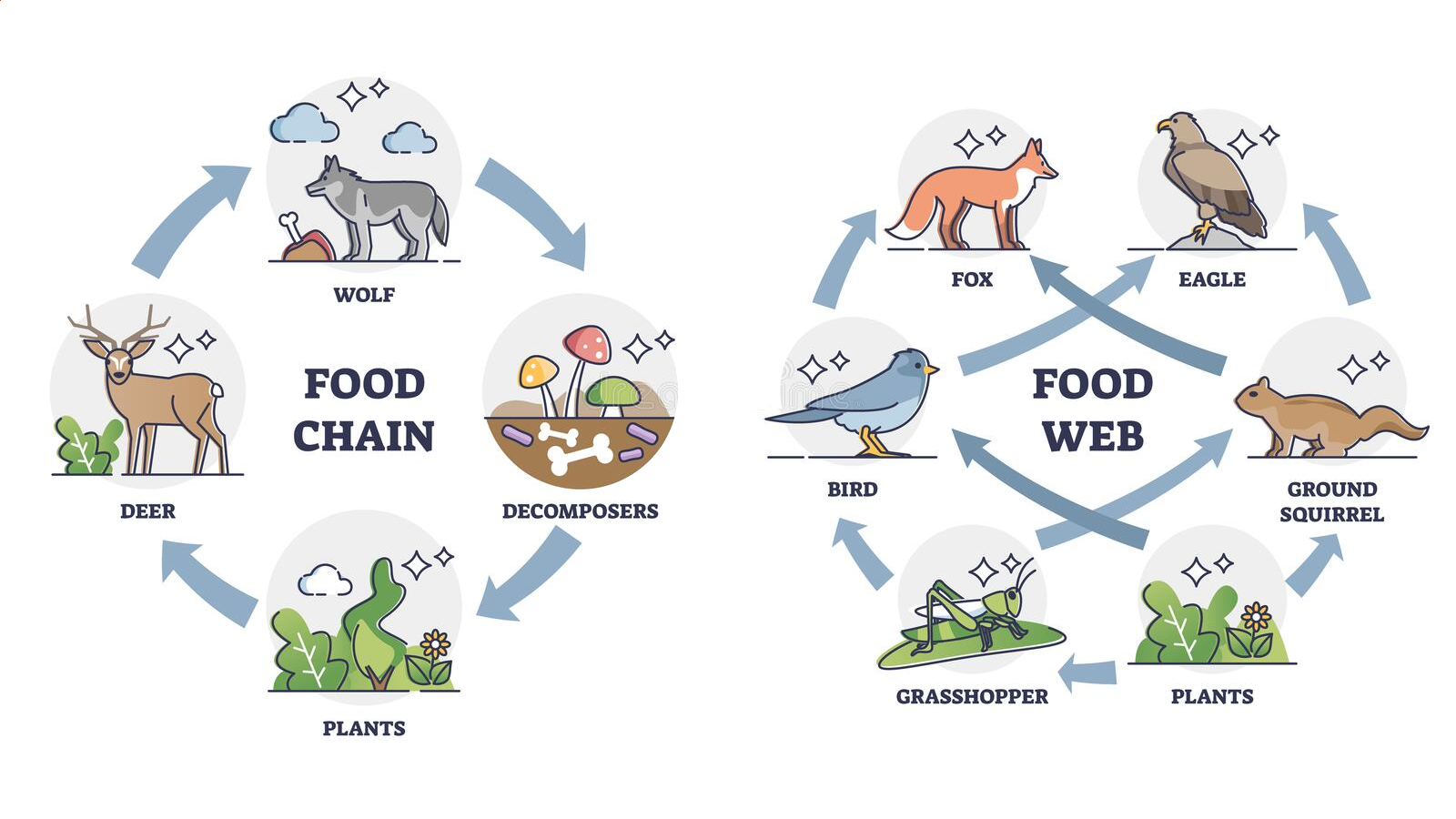 Food Chains and Food Webs