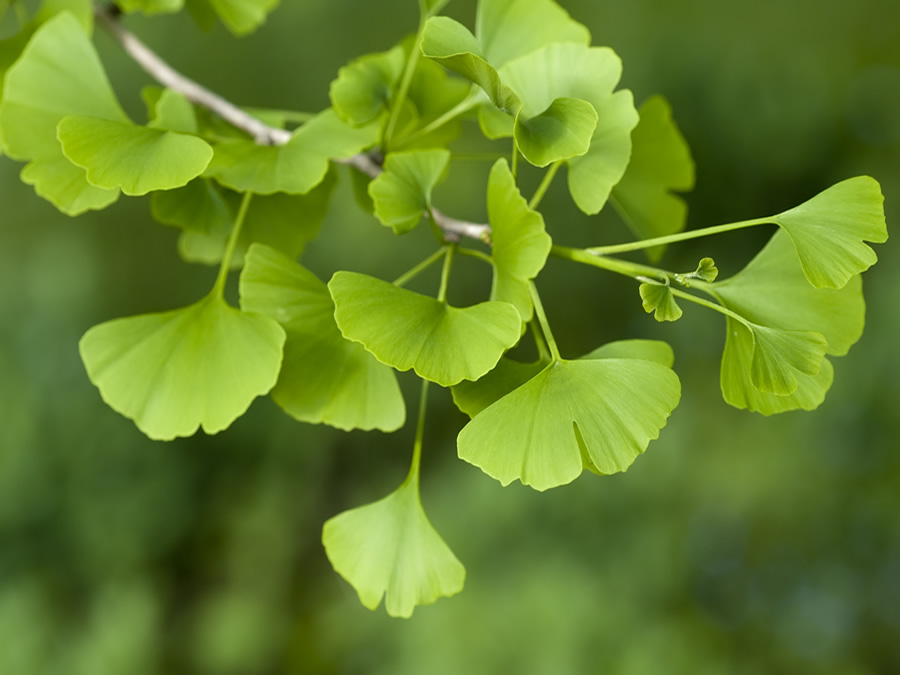 Representative Specie:
- Maidenhair Tree