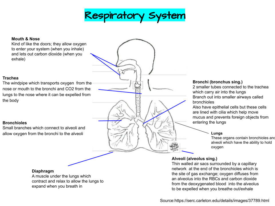 Parts of the Respiratory System:
Trachea
Mouth/Nose
Bronchi
Bronchioles
Lungs
Alveoli