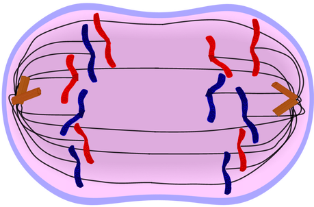 Anaphase