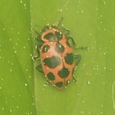 Coleomegilla maculata 
(Spotted Lady Beetle)