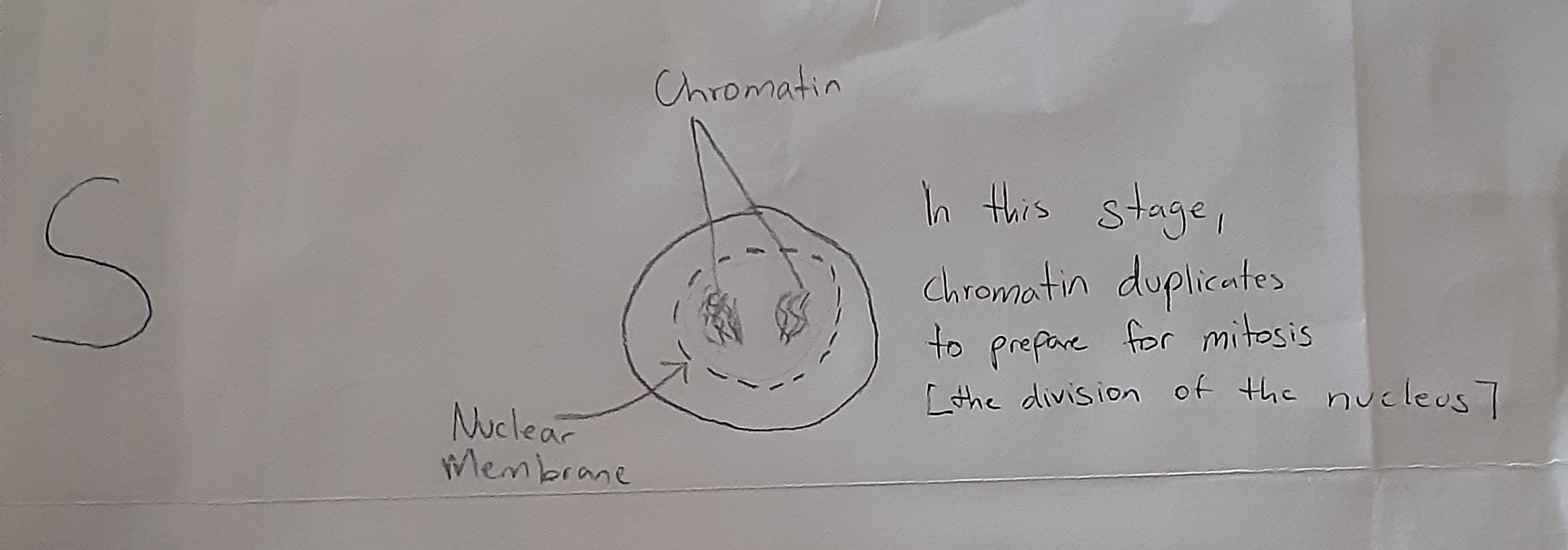 S (Synthesis
At this stage, the DNA contained in the chromatin of the parent cell is divided into 2 (or duplicated) before en