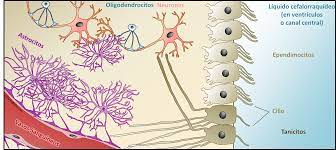 Células ependimarias o ependimocito