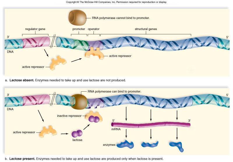 INDUCIBLE