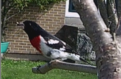 Pheucticus ludovicianus 
(Rose-Breasted Grosbeak)