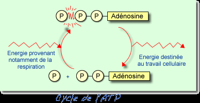 molécule hautement énergétique