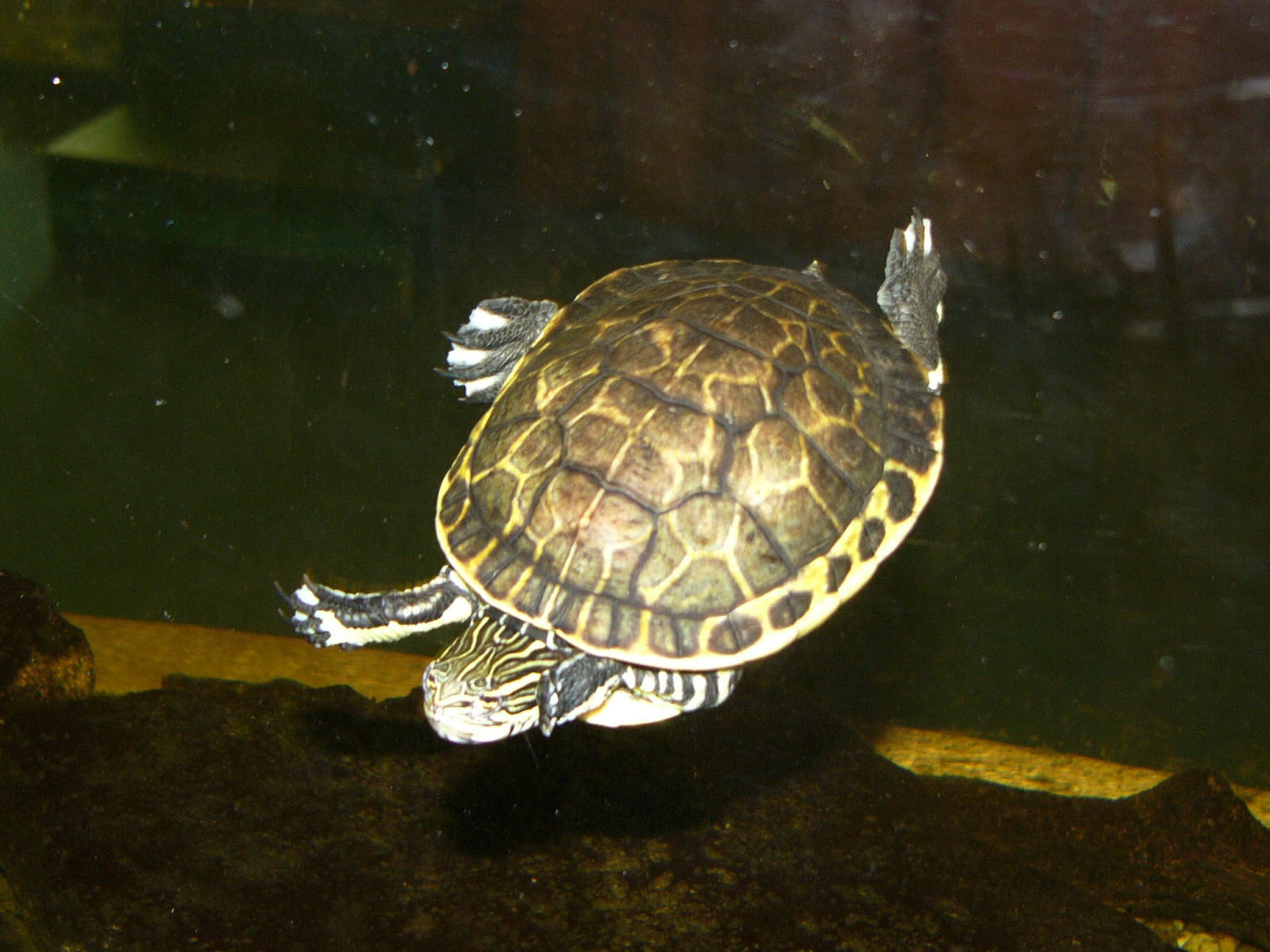 Turtle