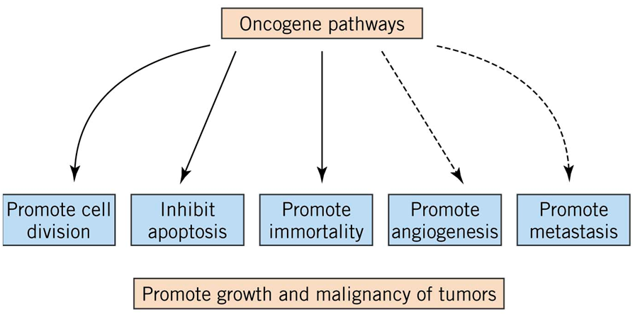 Oncogenes