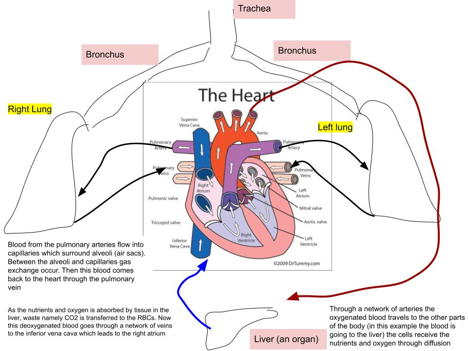 Flow of Blood
Deoxygenated blood (blood with a higher concentration of CO2 than oxygen) returning from the body enters the ri