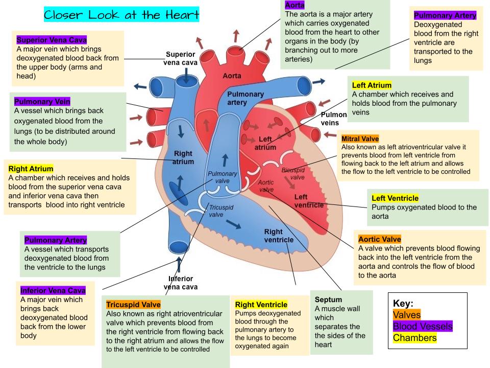 Heart
The heart is a muscle which contracts and relaxes to pump blood around the body.